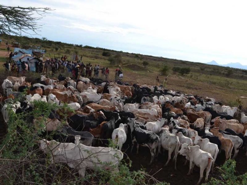 KARAMOJA: Joint security forces hand over recovered cattle - Bukedde ...