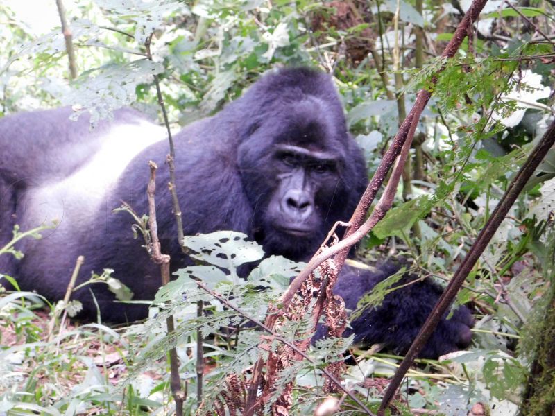 Gorilla trekking at its best Bukedde Online Amawulire